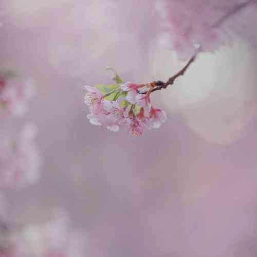 علی برزنونی شاه دلم